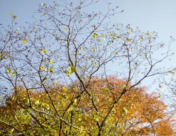 2003_Autumn