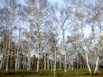 White_Birch_Trees