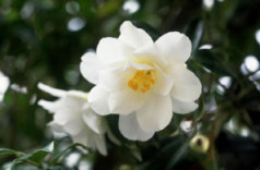 White_flower